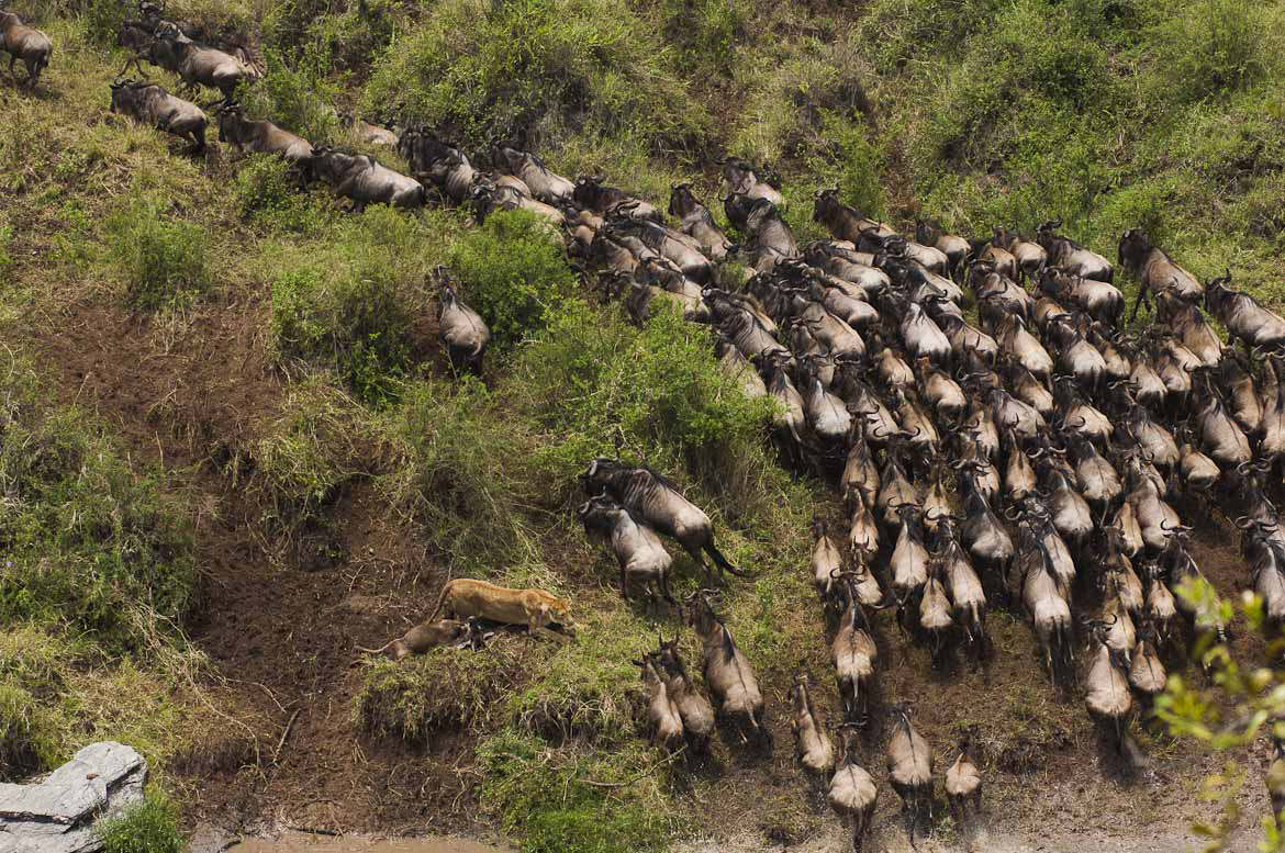 Africa_Photographic_Serengeti__19.jpg