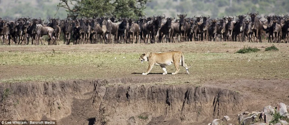 Africa_Photographic_Serengeti__22.jpg