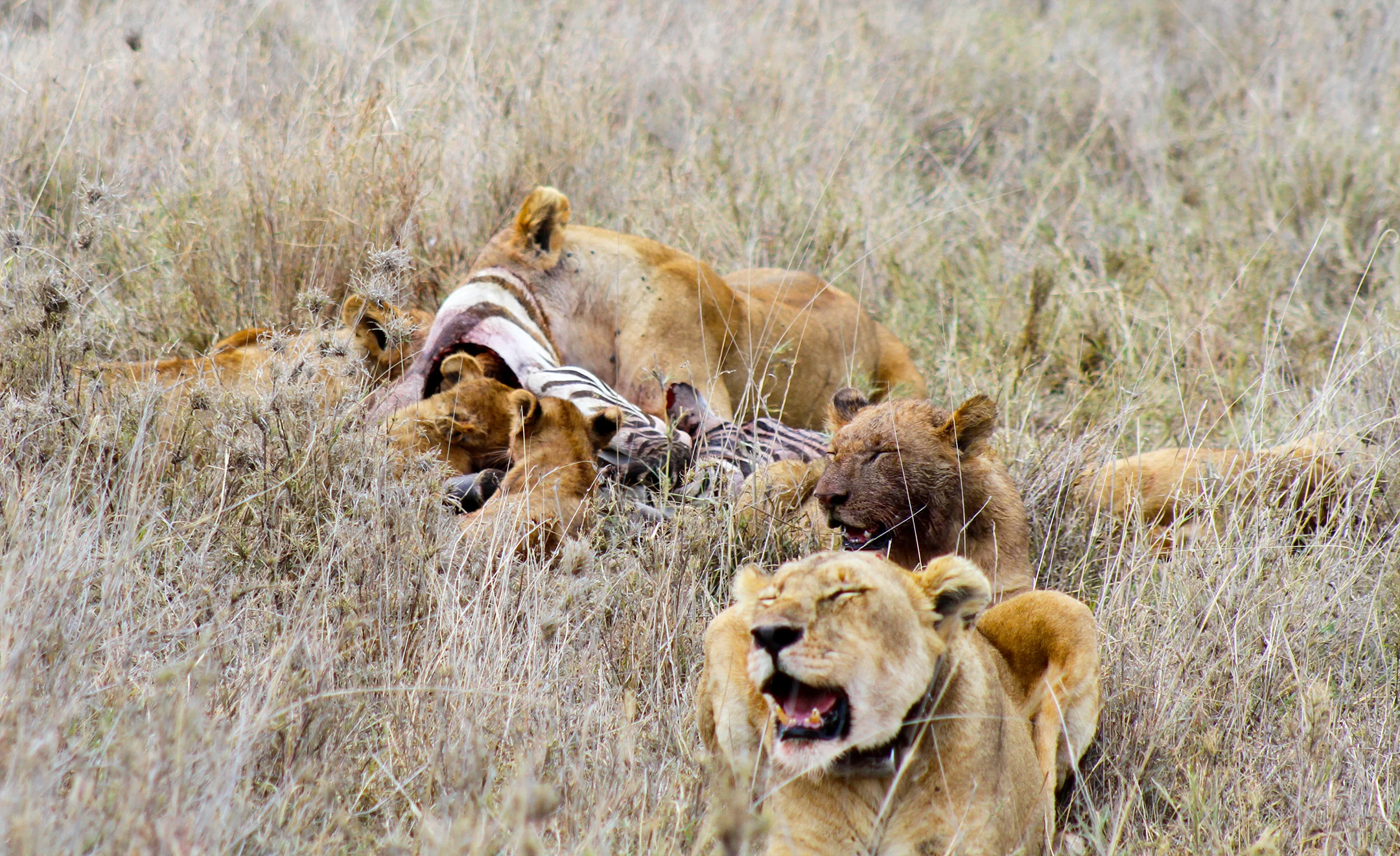 Africa_Photographic_Serengeti__26.jpg