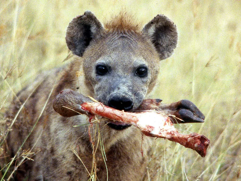 Africa_Photographic_Serengeti__28.jpg
