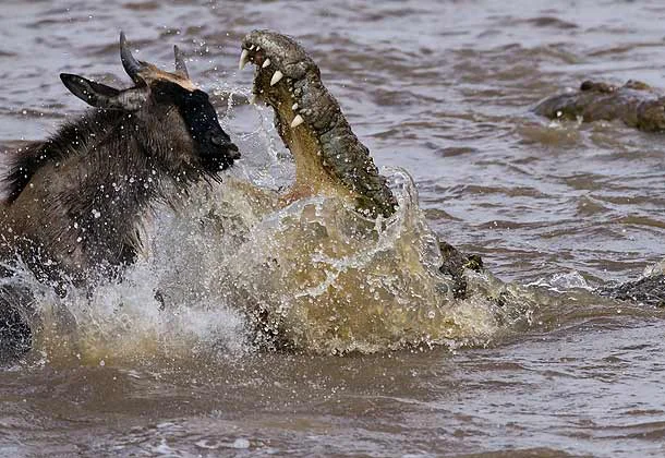 Africa_Photographic_Serengeti__32.jpg