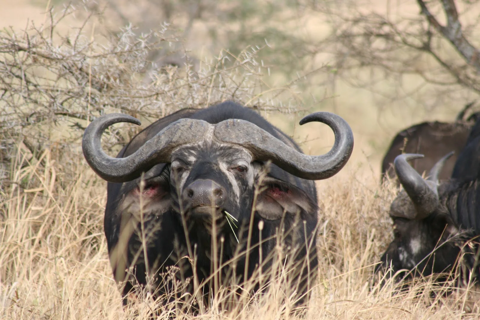 Africa_Photographic_Serengeti__36.jpg