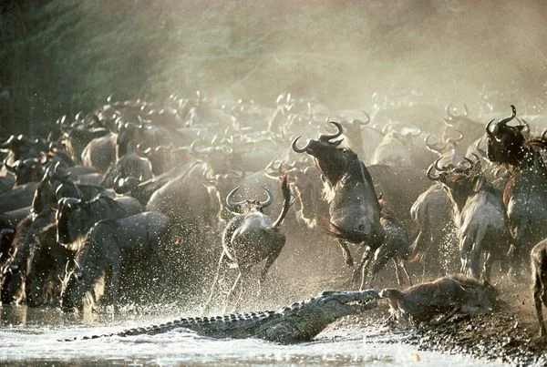 Africa_Photographic_Serengeti__37.jpg