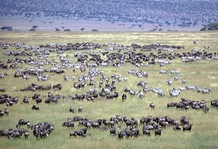 Africa_Photographic_Serengeti__41.jpg