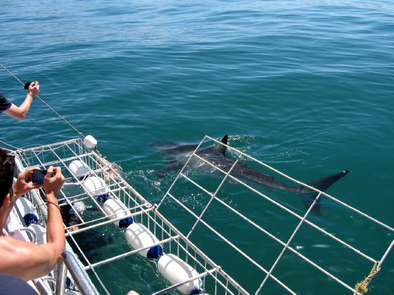 africa_photo_safari-africa_photo_safari-south_africa