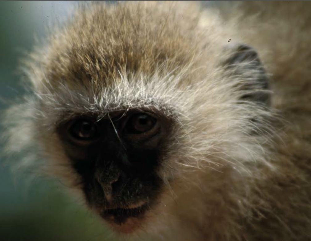 africa_photographic_safari-tanzania
