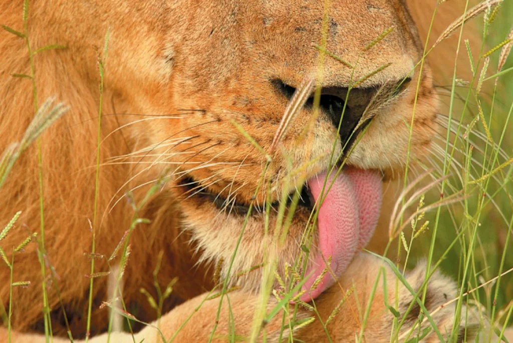 africa_photo_safari-africa_photo_safari-south_africa