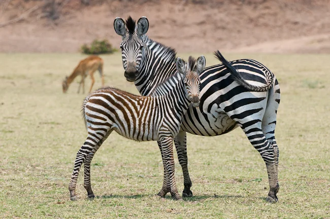 africa_photo_safari-africa_photo_safari