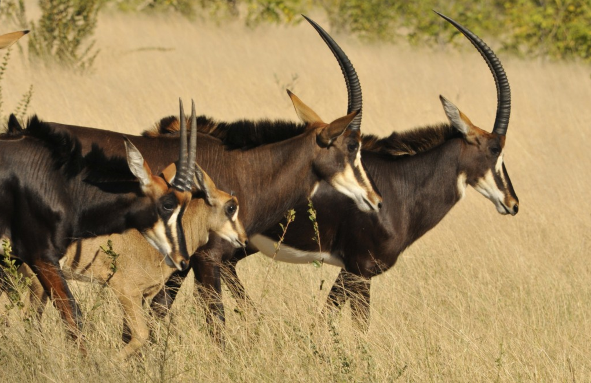 africa_photo_safari-africa_photo_safari
