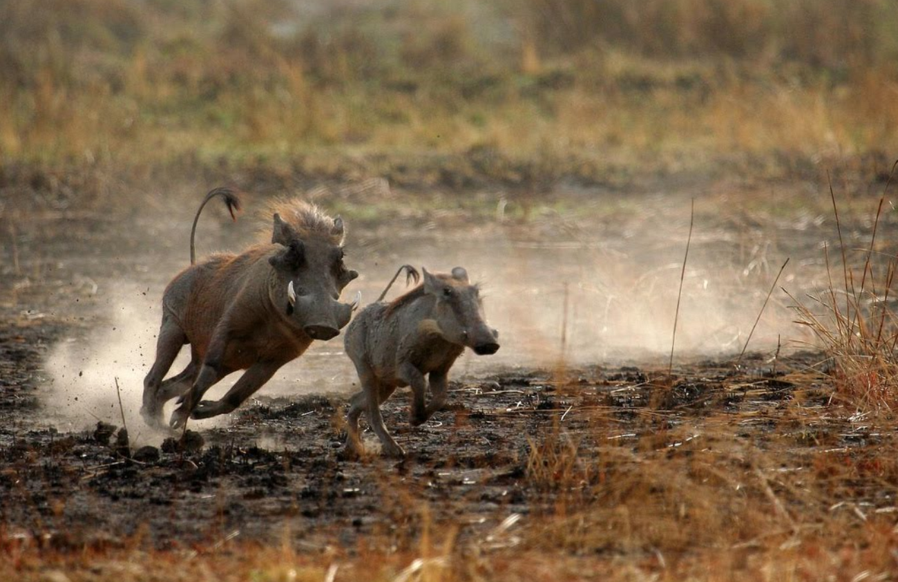 afriafrica_photo_safari-africa_photo_safari