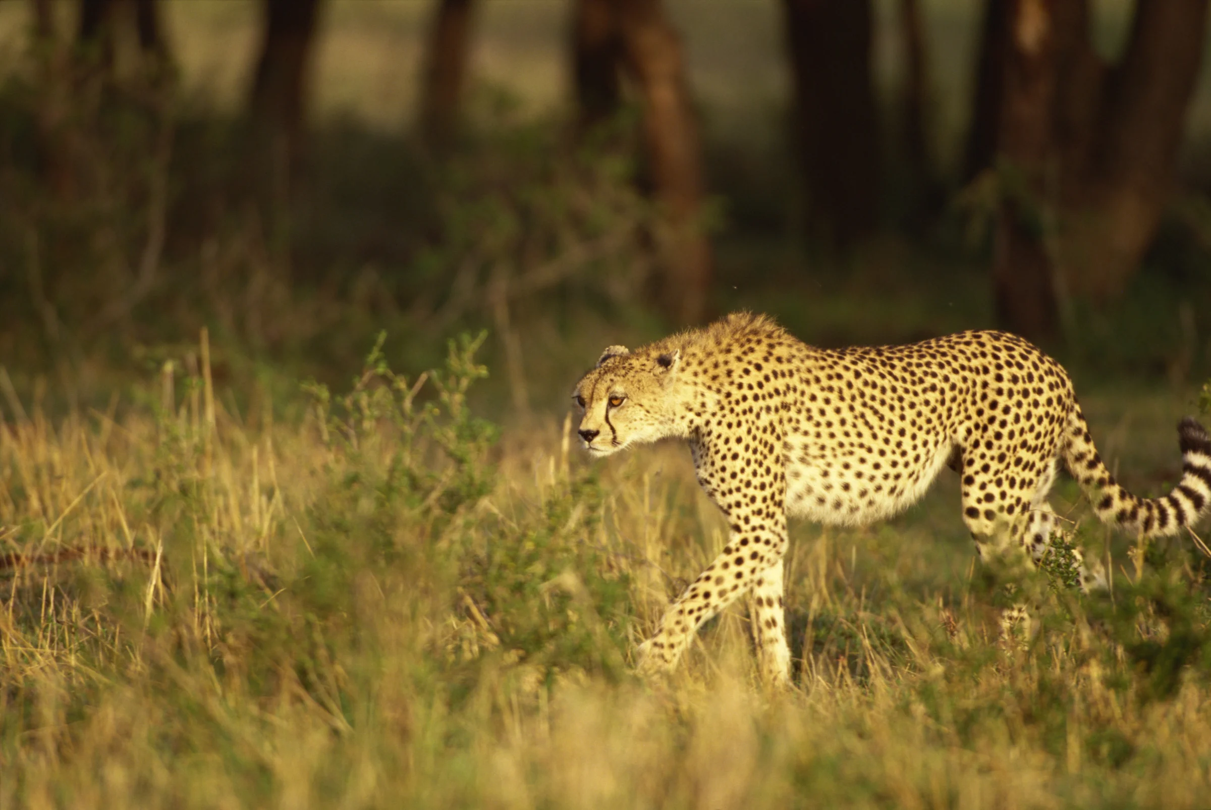 africa_photo_safari-africa_photo_safari