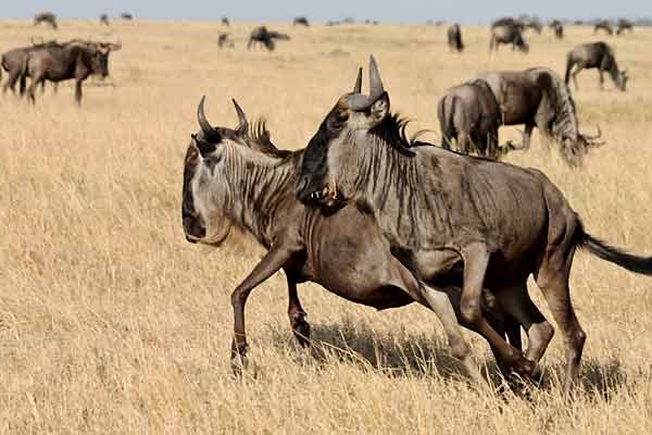 africa_photographic_safari-tanzania-NgorogoroCrater