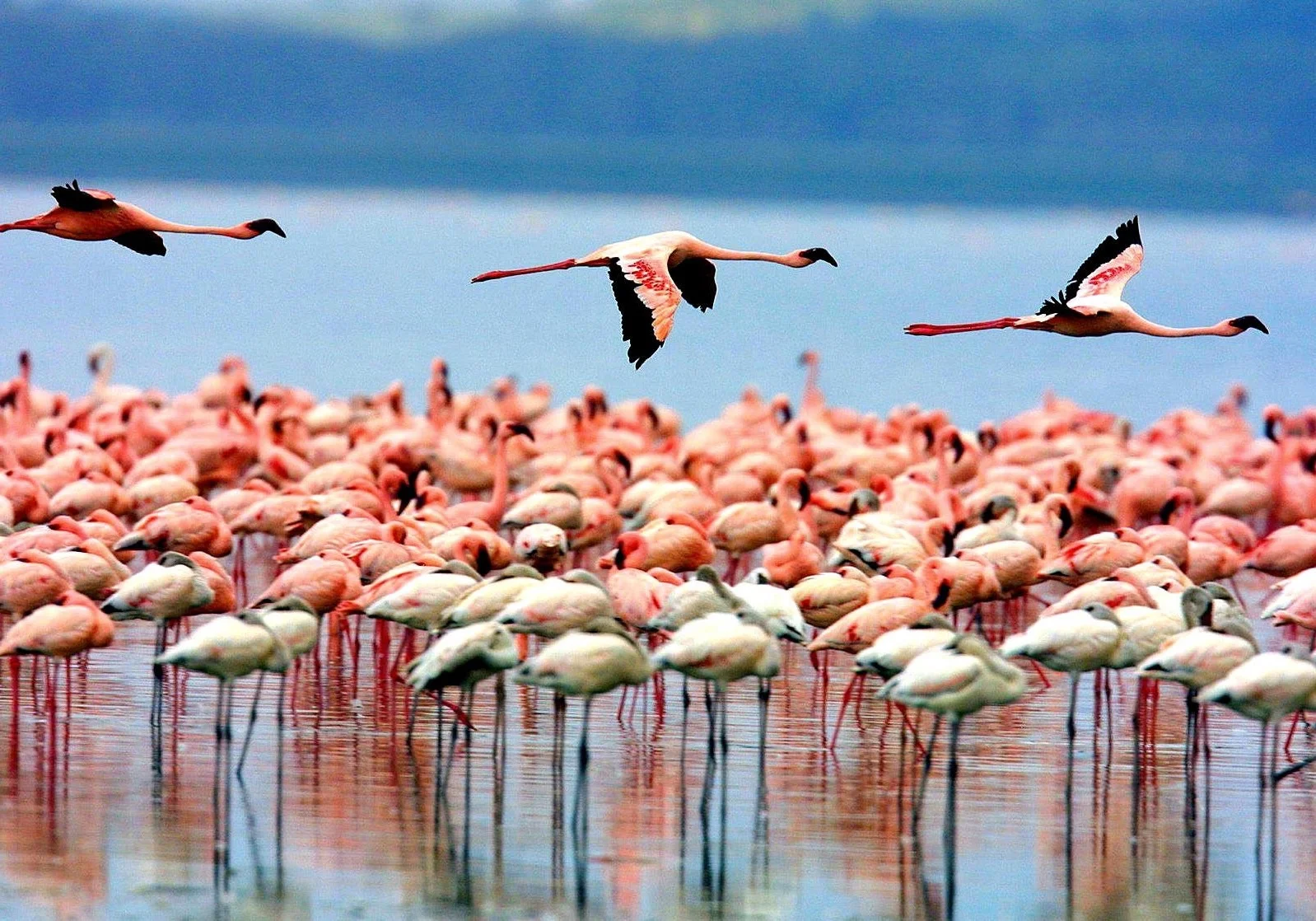 africa_photographic_safari-tanzania-LakeManyana