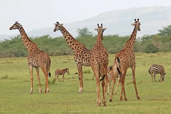 africa_photographic_safari-tanzania-LakeManyana