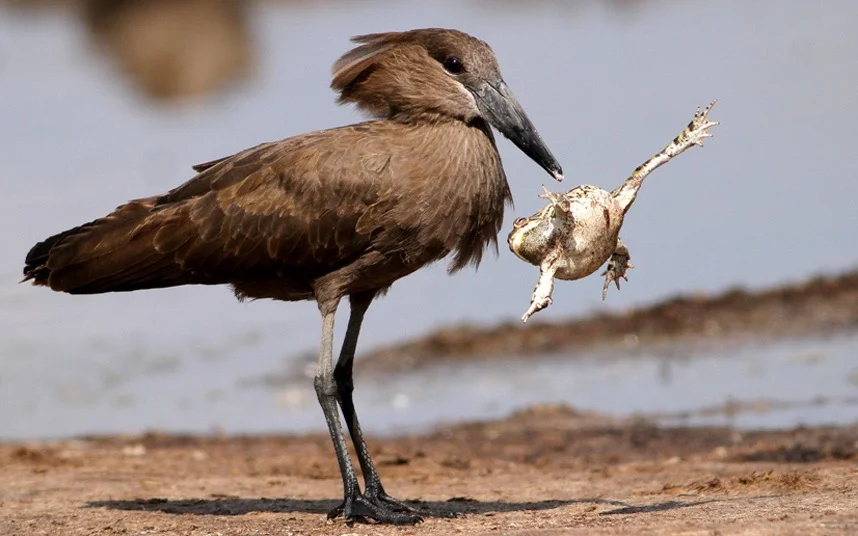 Africa_photographic_safari-Zimbabwe