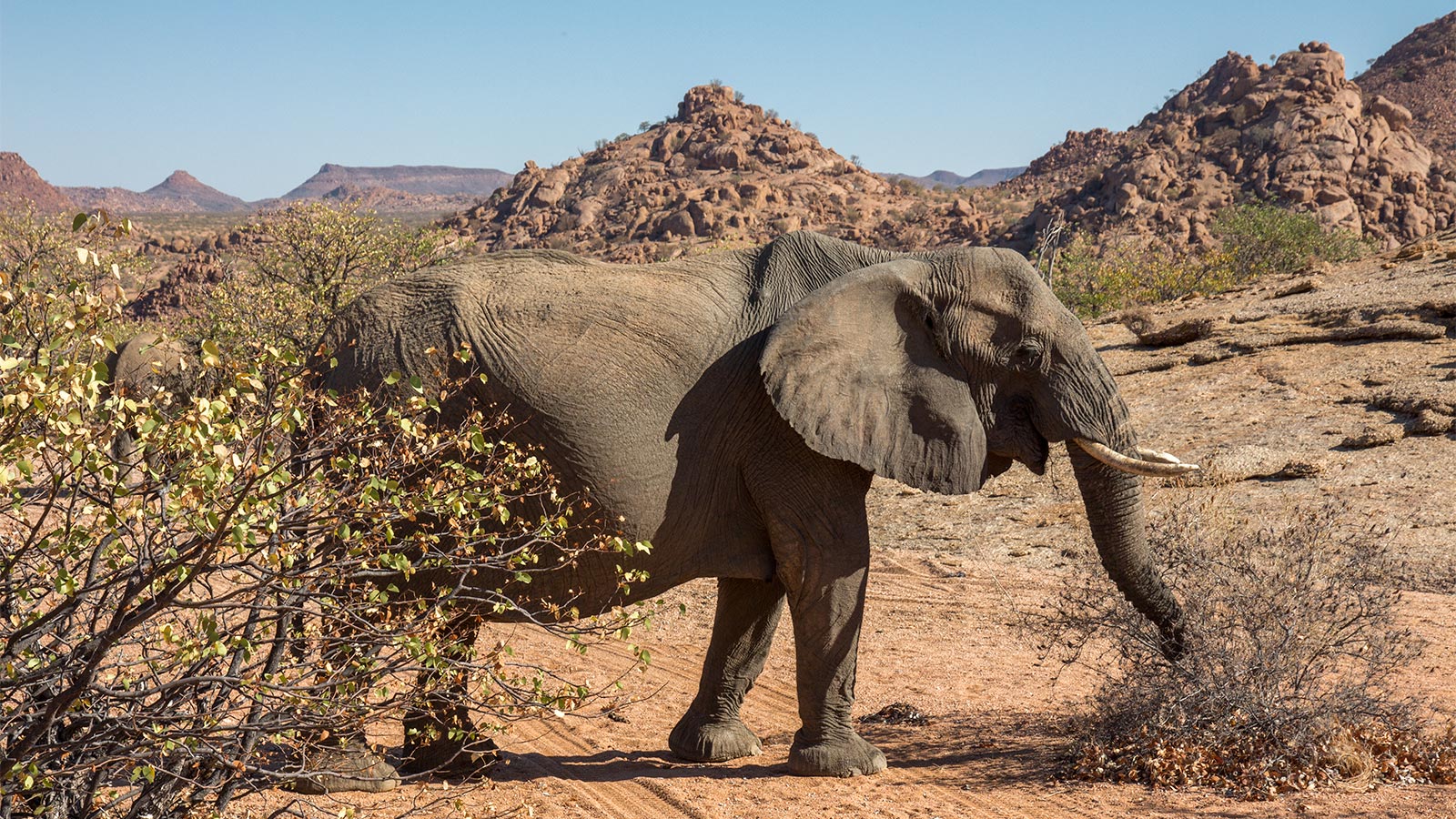 africa_photo_safari-africa_photo_safari-namibia