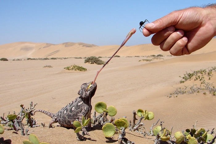 africa_photo_safari-africa_photo_safari-namibia