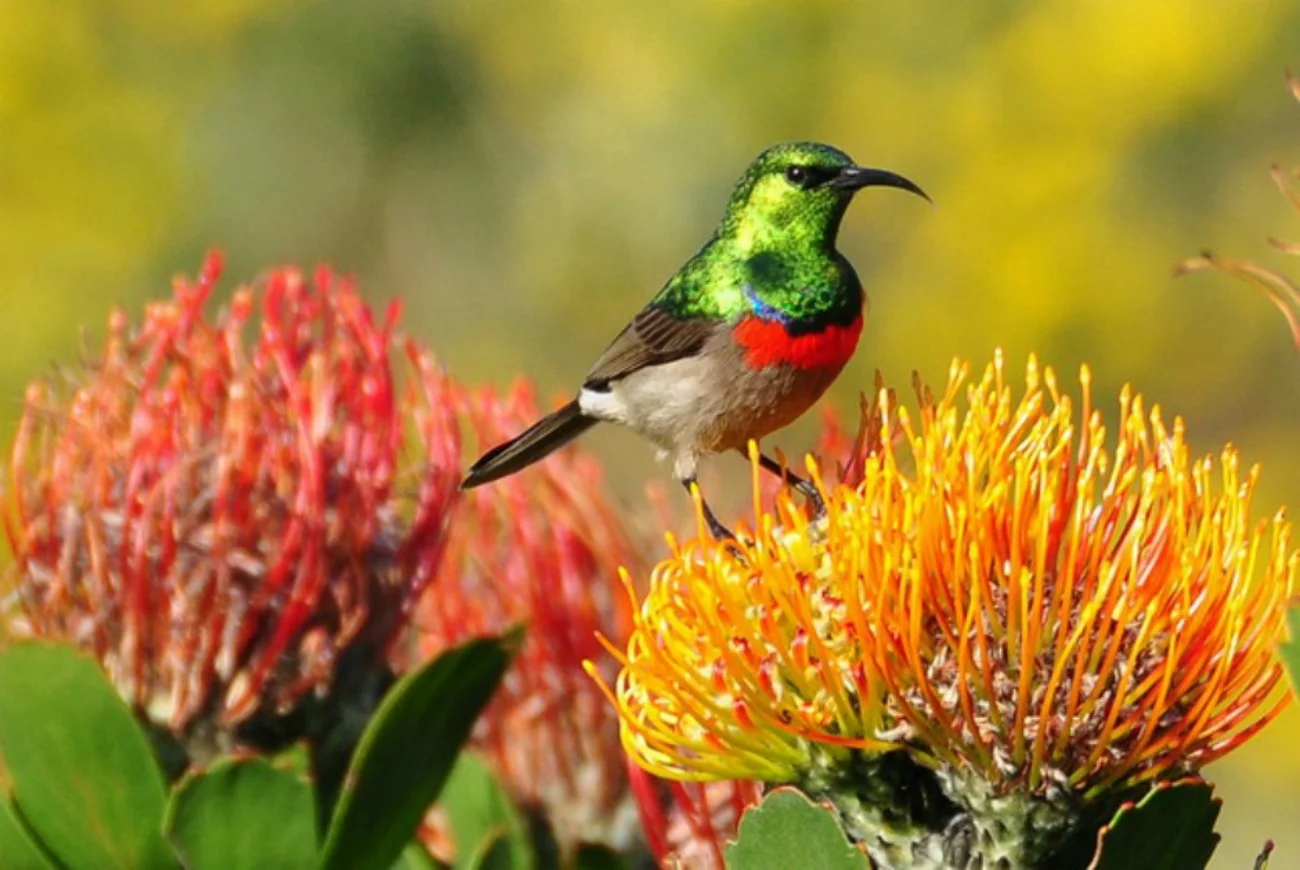 africa_photo_safari-south_africa