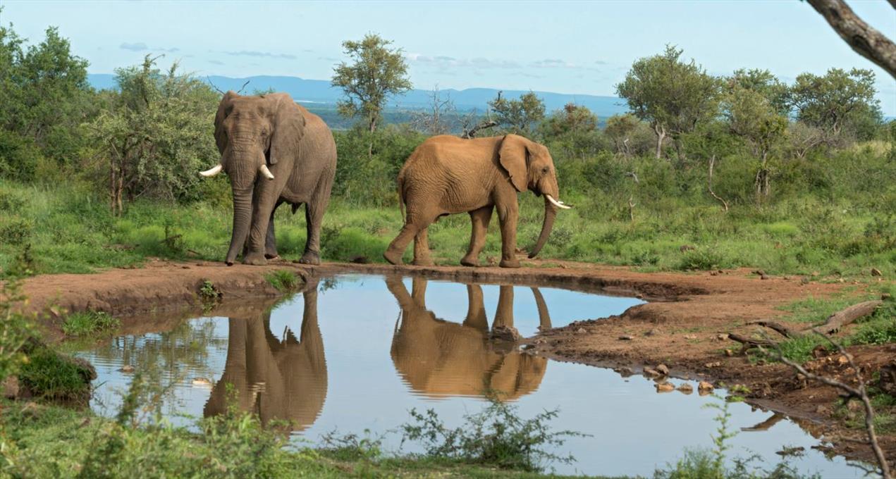 Africa photographic safari Madikwe elephant