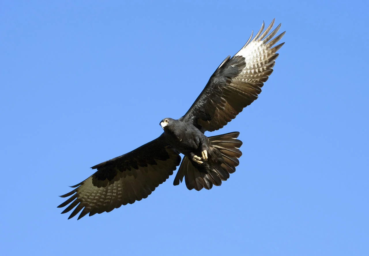 Africa_photographic_safari-victoria_falls