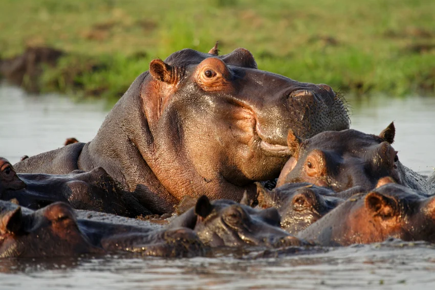 Africa_photographic_safari-Chobe