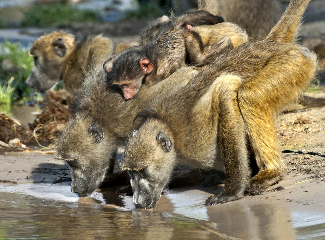 Africa_photographic_safari-Chobe