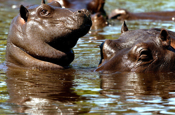 africa_photographic_safari_Chobe