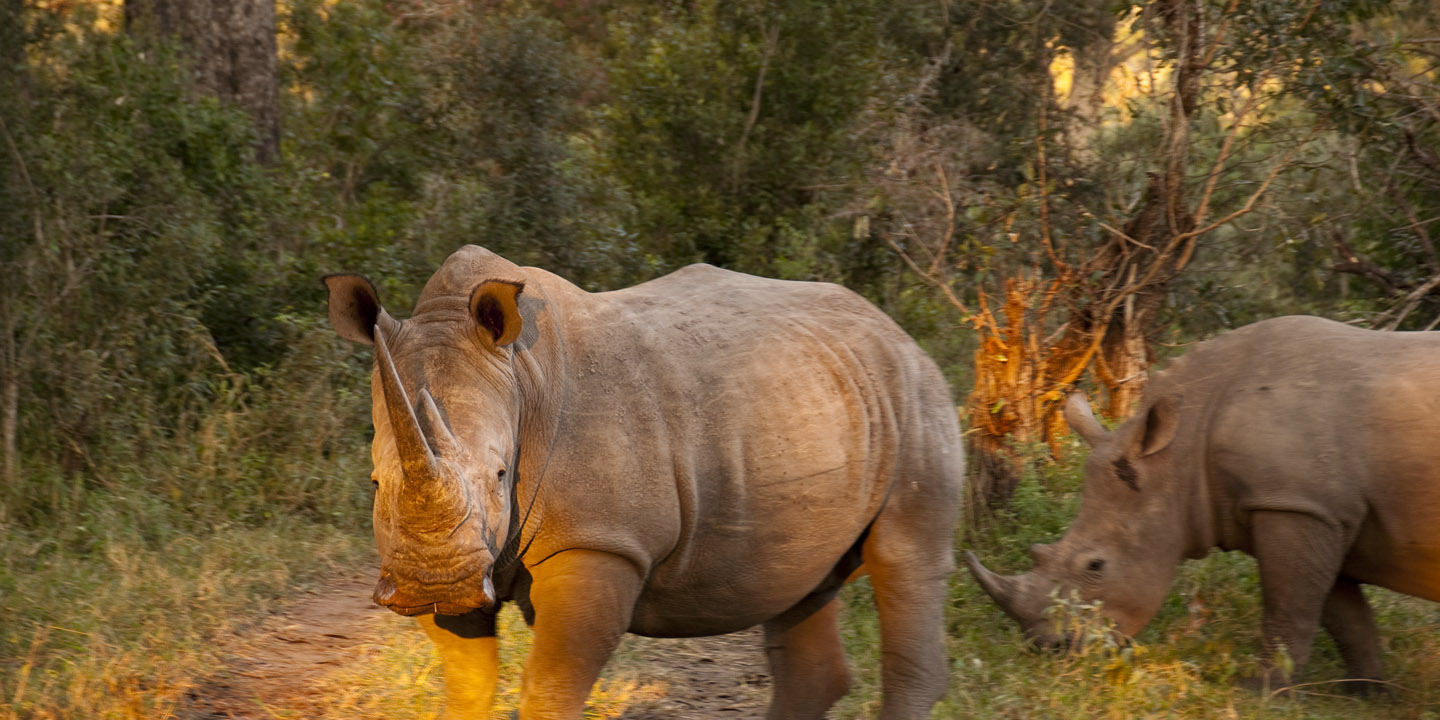 africa_photographic_safari_Kruger_Sabi