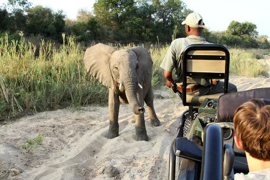 africa_photographic_safari_Madikwe