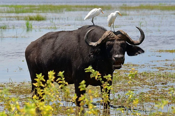africa_photographic_safari_zambia