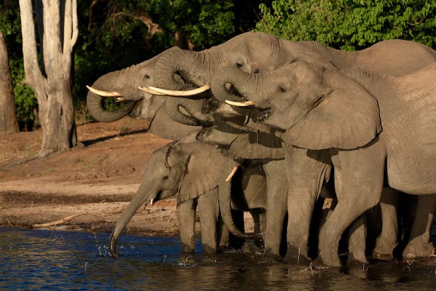 africa_photographic_safari_zambia