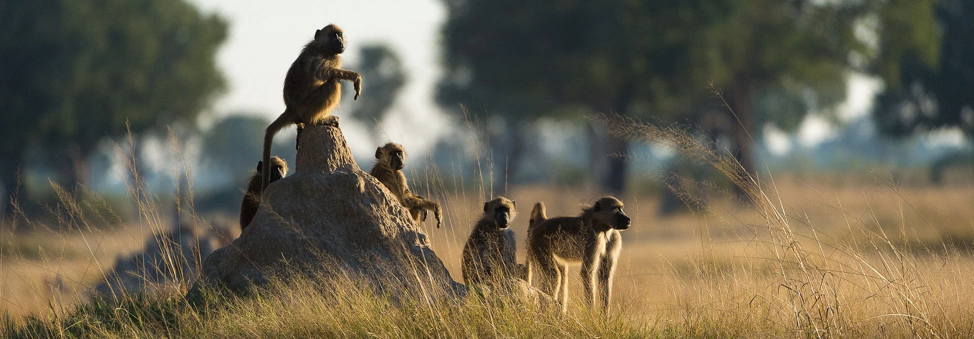 africa_photographic_safari_South_Afrifca