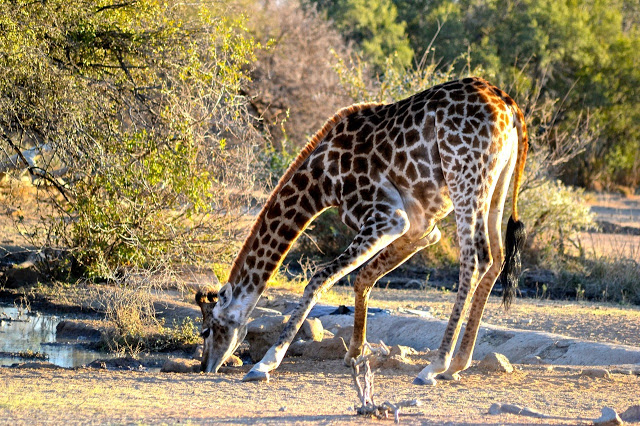 africa_photographic_safari_South_Afrifca