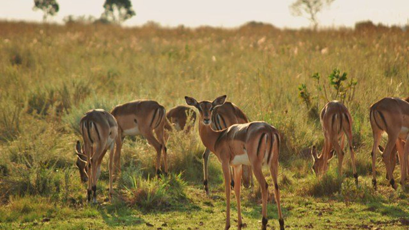 africa_photographic_safari_South_Afrifca