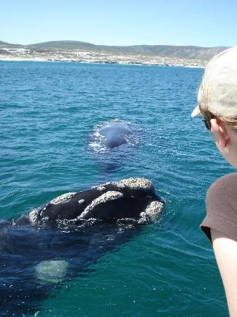 africa_photo_safari_South_Afrifca_cape_town_tours
