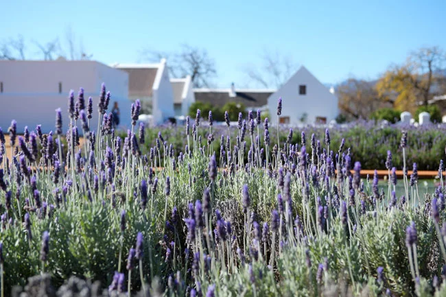 africa_photo_safari_South_Afrifca_Wine_Franschoek