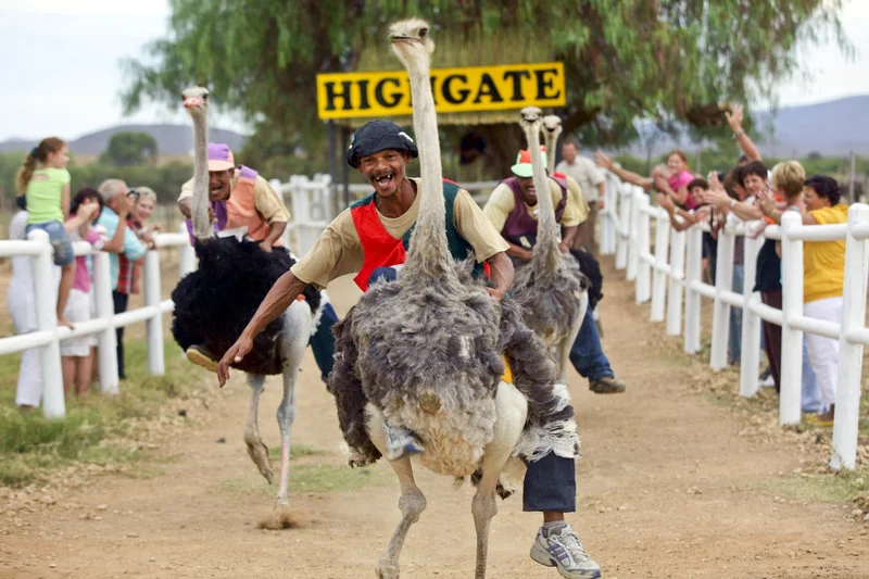 africa_photo_safari_South_Afrifca_Outshoorn