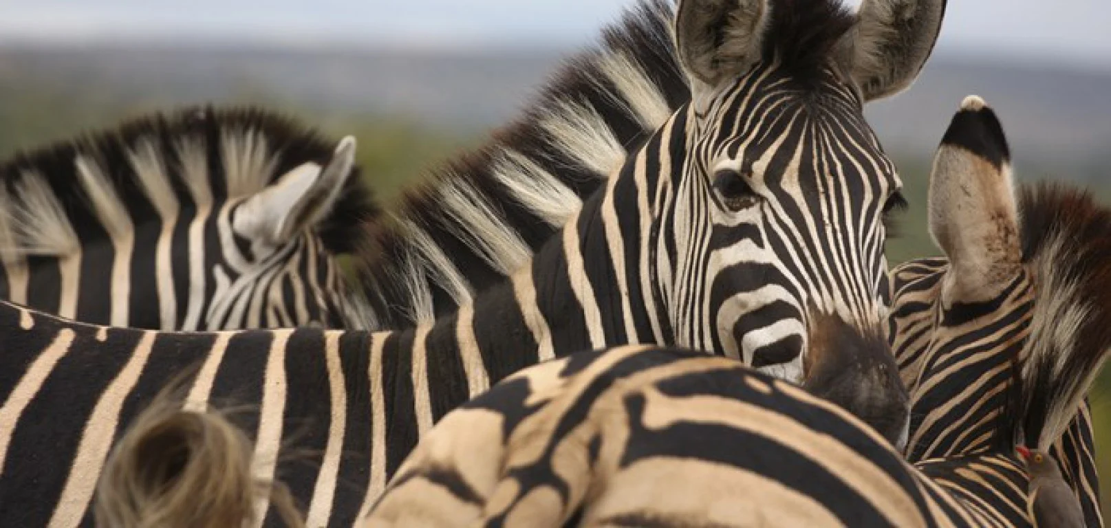 africa_photo_safari_cape_towm_wine_tours