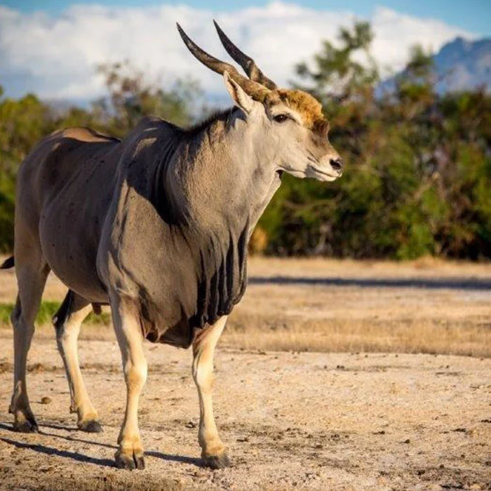 africa_photo_safari_cape_town_wine_tours