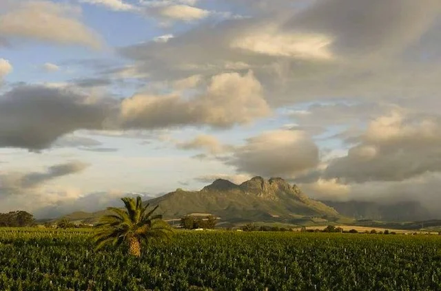 africa_photo_safari_cape_town_wine_tours