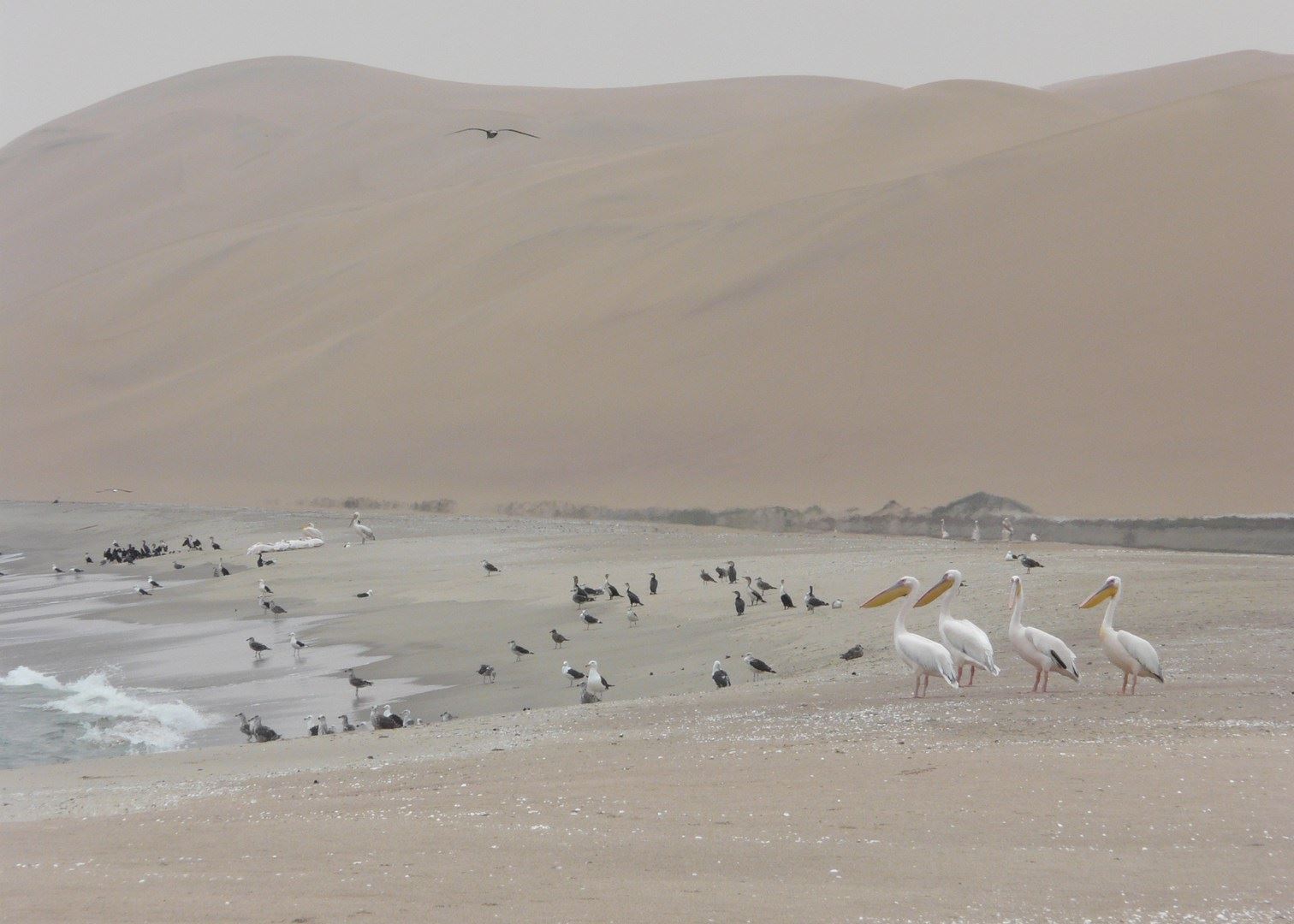africa_photo_safari_Namibia_Swakopmund