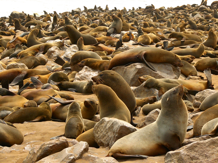 africa_photo_safari_Namibia_Swakopmund