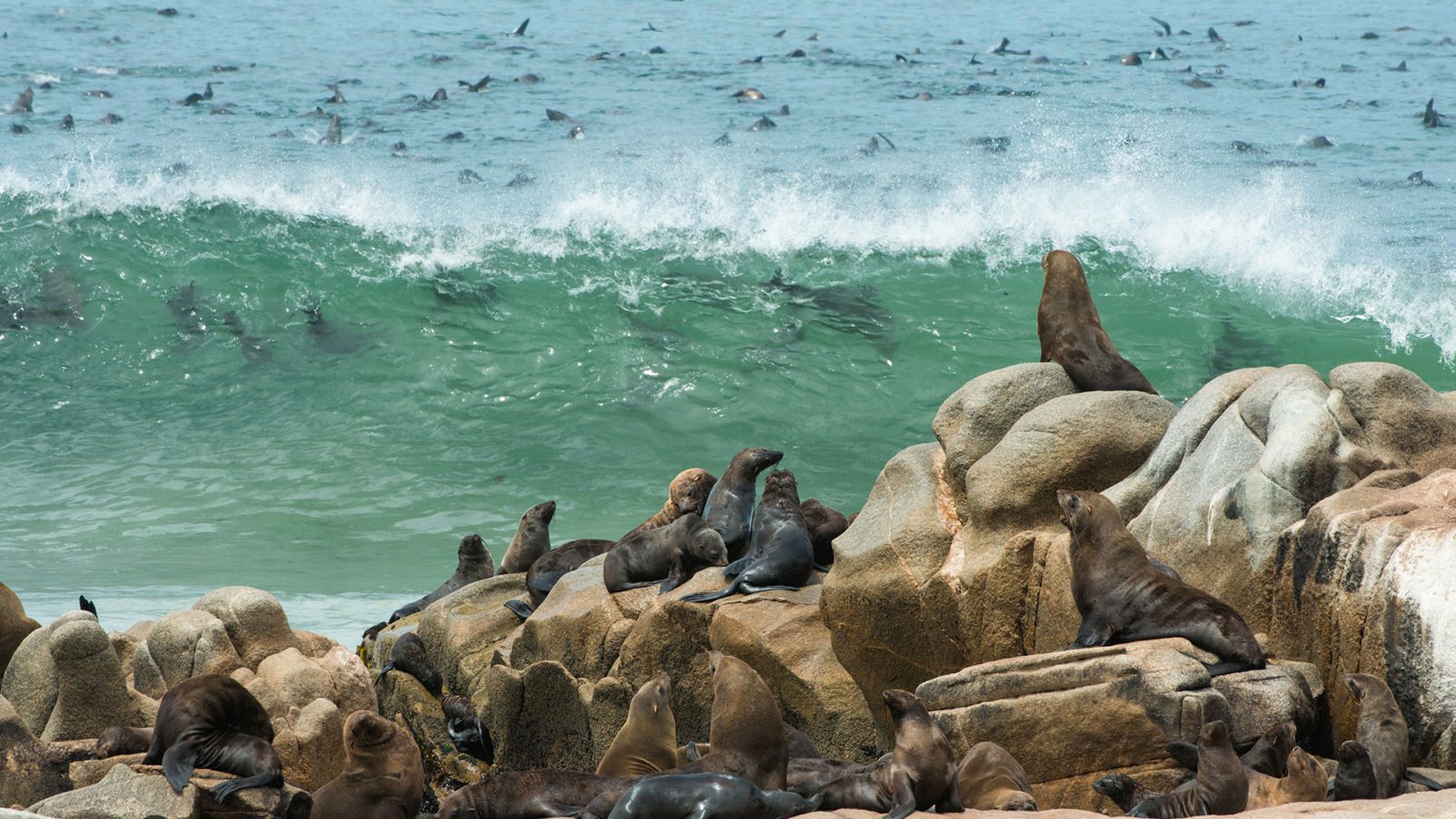 africa_photo_safari_Namibia_Swakopmund