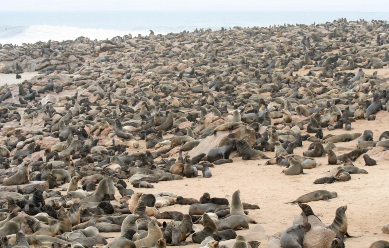 africa_photo_safari_Namibia_Swakopmund