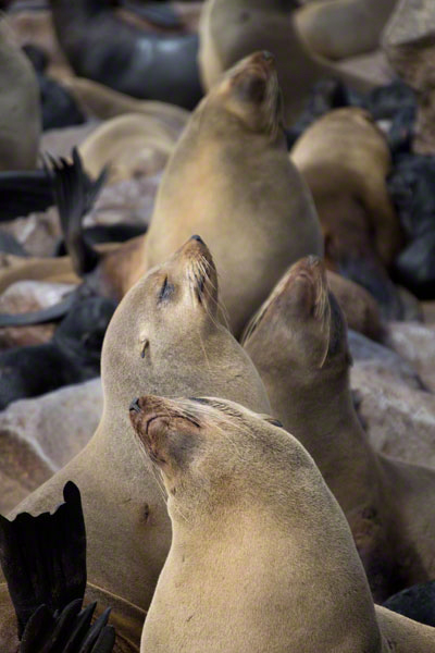 africa_photo_safari_Namibia_Swakopmund