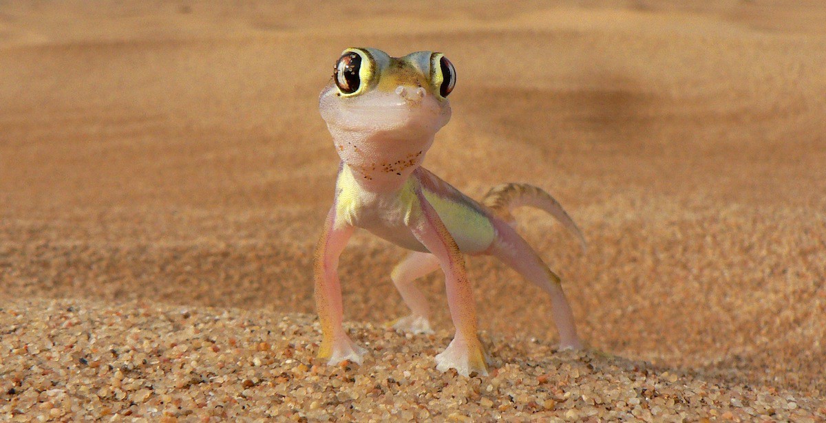 africa_photo_safari_Namibia_Swakopmund