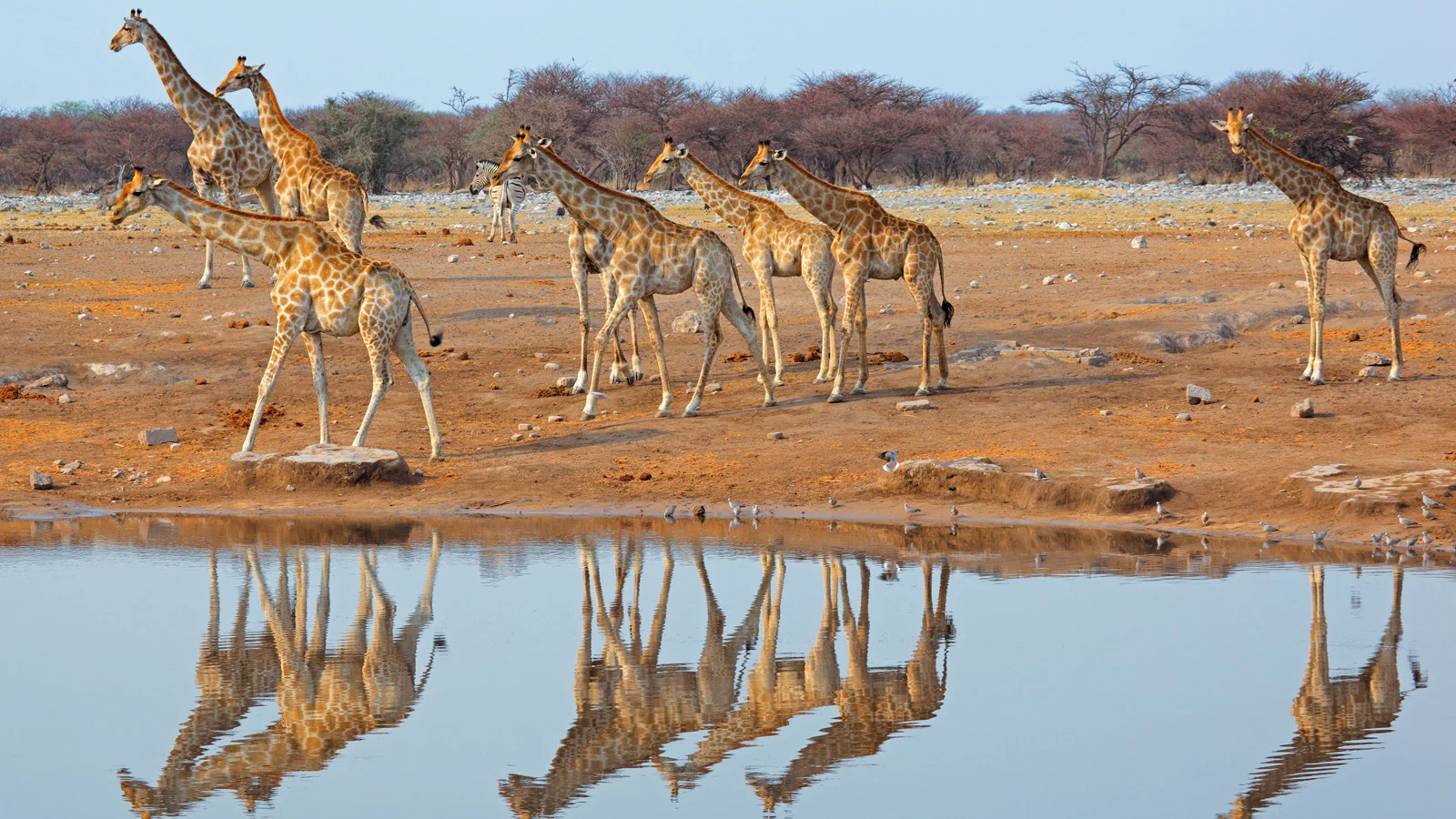 africa_photo_safari_Namibia_Etosha