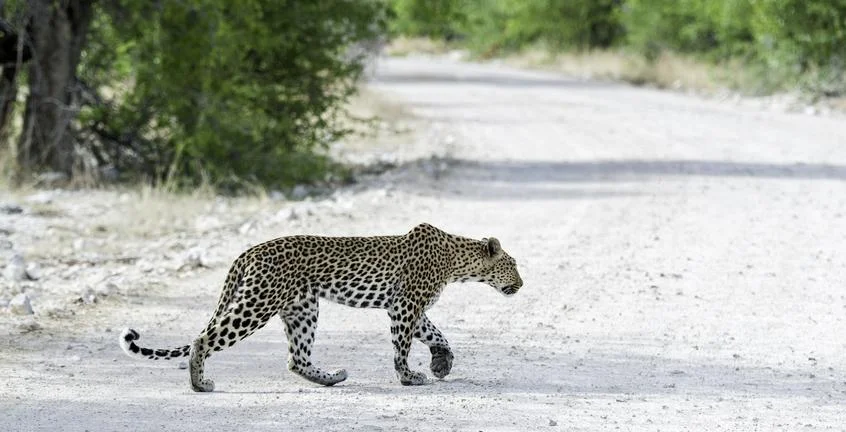 africa_photo_safari_Namibia_Etosha