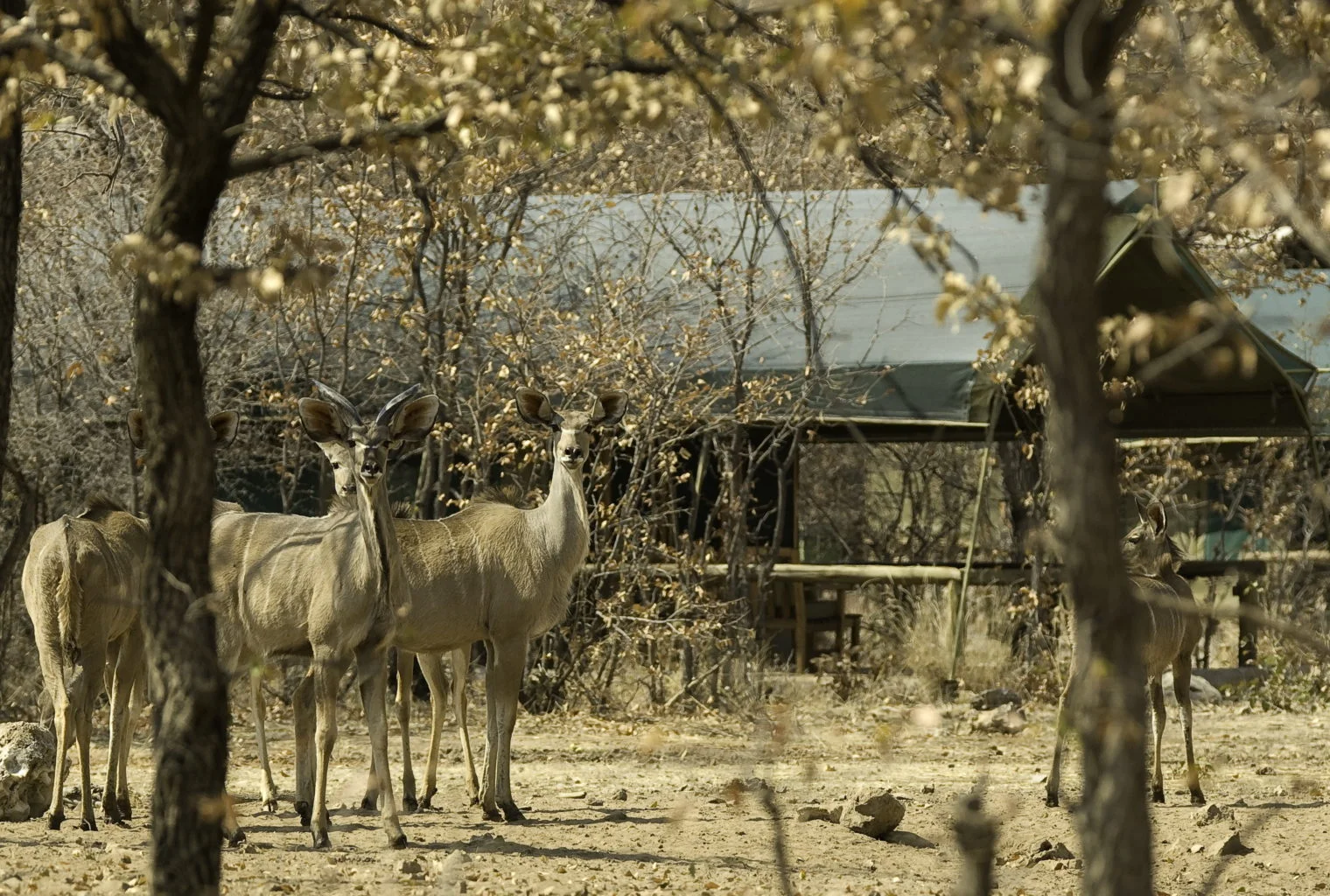 Ongava Tented camp_2.jpg
