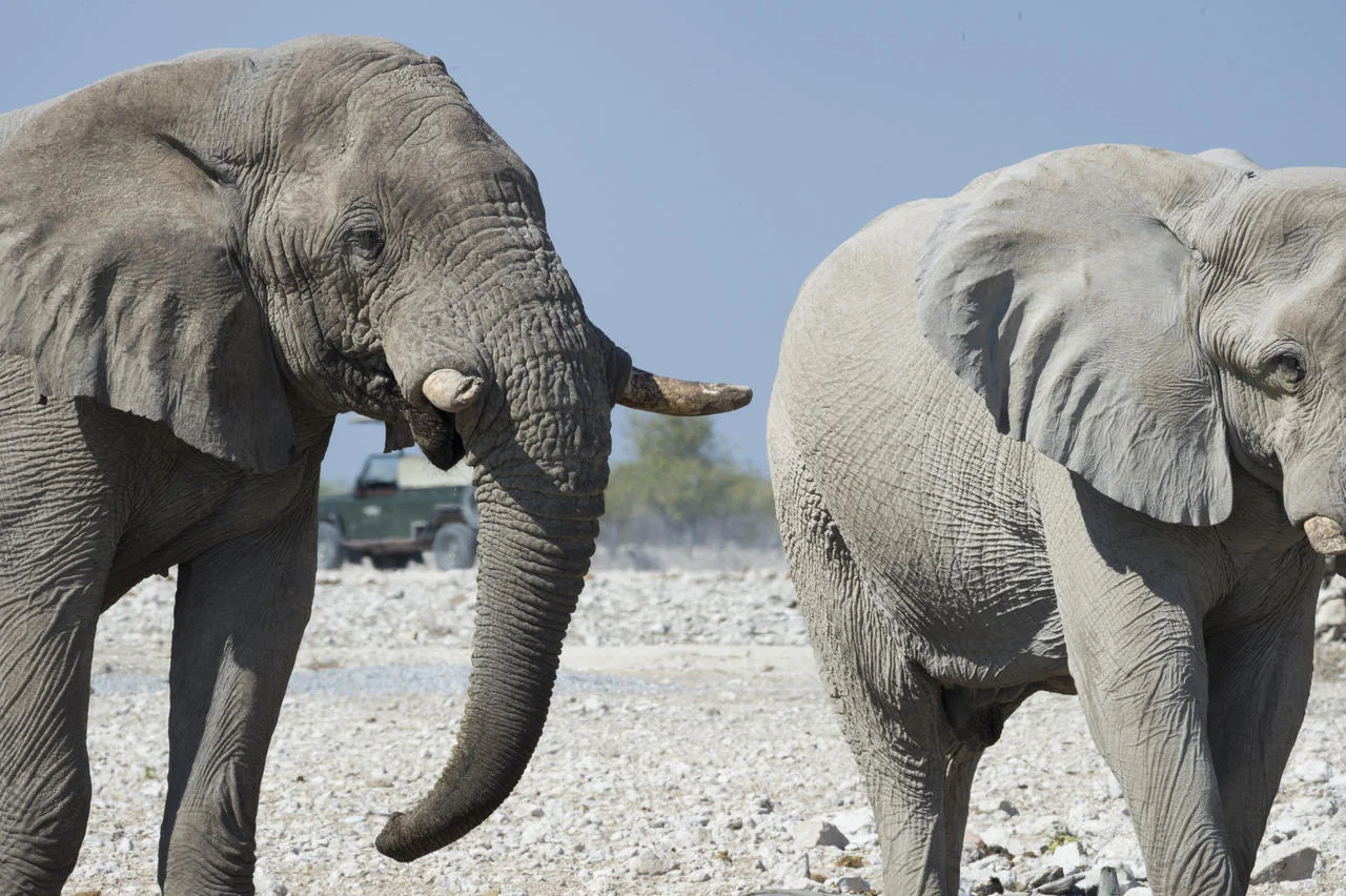 Ongava Tented camp_1aa.jpg